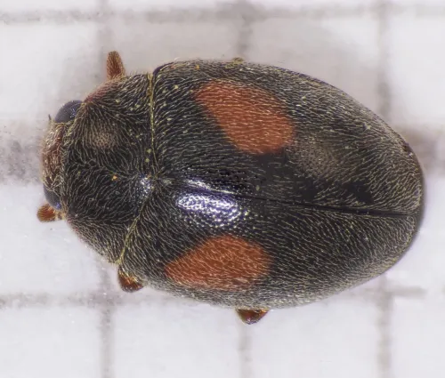 Scymnus frontalis - photo 3