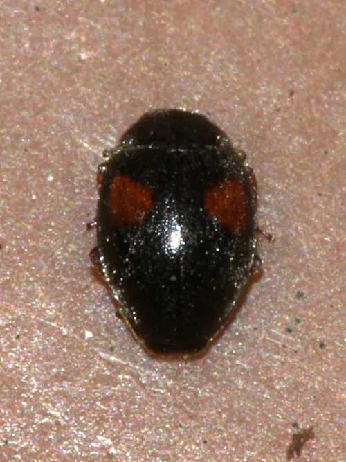 Scymnus frontalis - photo 4