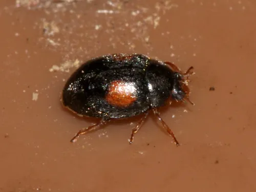 Scymnus frontalis - photo 5