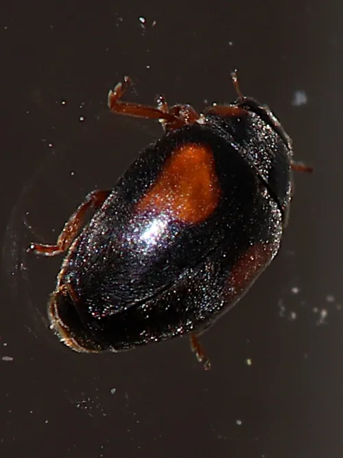 Scymnus frontalis - photo 6