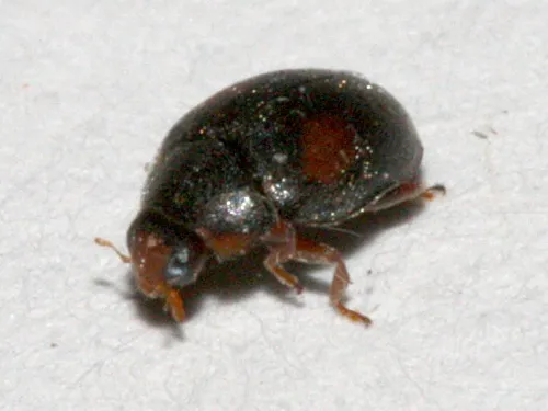 Scymnus frontalis - photo 7
