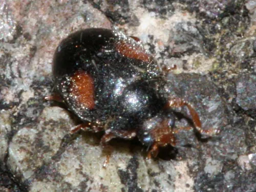 Scymnus frontalis - photo 8