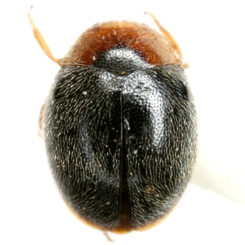 Scymnus horni - photo 2