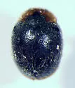 Indiana Lady Beetle - Scymnus indianensis