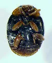 Indiana Lady Beetle - photo 2