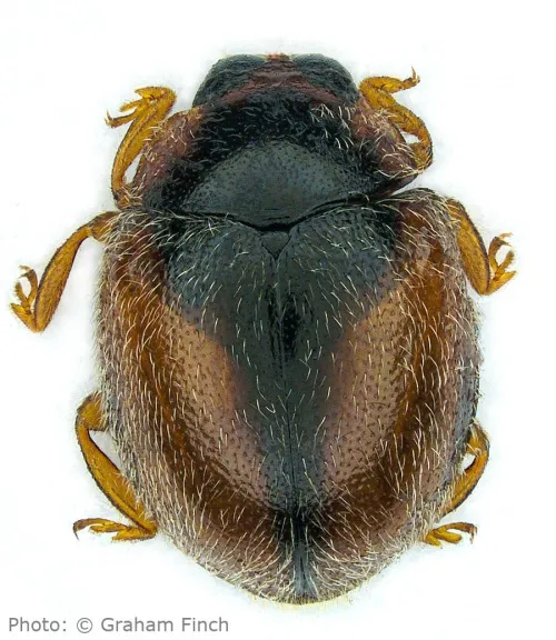 Scymnus interruptus - photo 2