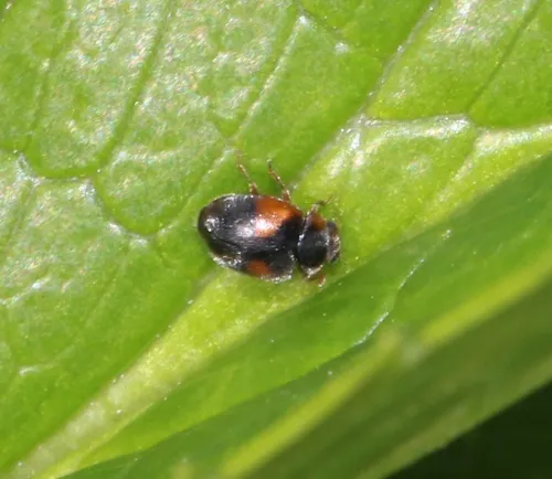 Scymnus interruptus - photo 3