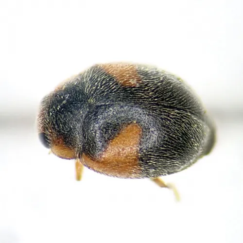 Scymnus interruptus - photo 4