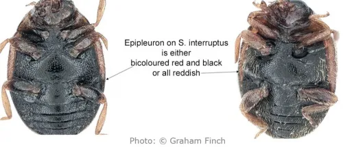 Scymnus interruptus - photo 6