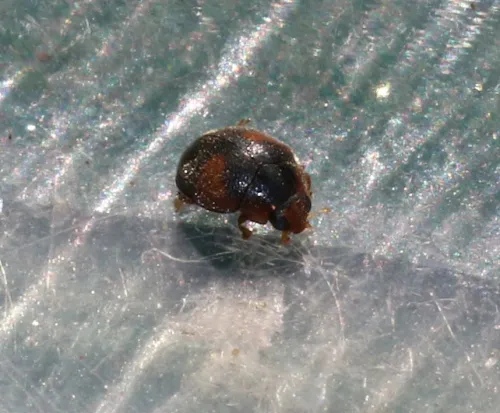 Scymnus interruptus - photo 7