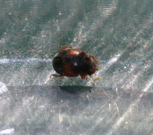 Scymnus interruptus - photo 8