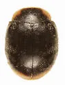 Iowa Lady Beetle