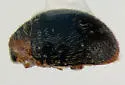 Iowa Lady Beetle - photo 2