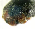 Iowa Lady Beetle - photo 3