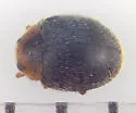 Iowa Lady Beetle - photo 4