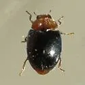Kansas Lady Beetle - Scymnus kansanus
