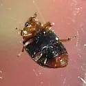 Kansas Lady Beetle - photo 2