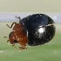 Kansas Lady Beetle - photo 3