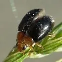 Kansas Lady Beetle - photo 4