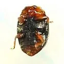 Kansas Lady Beetle - photo 5