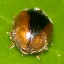 Loew's Lady Beetle - Scymnus loewii