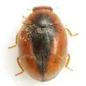 Loew's Lady Beetle - photo 2