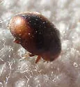 Loew's Lady Beetle - photo 3