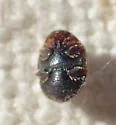 Loew's Lady Beetle - photo 4