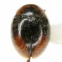 Loew's Lady Beetle - photo 5
