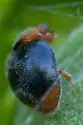 Scymnus louisianae - Scymnus louisianae