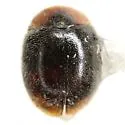 Scymnus louisianae - photo 2