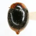 Scymnus louisianae - photo 3