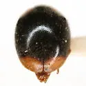 Scymnus louisianae - photo 4