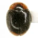 Scymnus louisianae - photo 5
