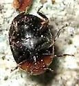 Scymnus marginicollis - photo 2