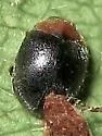 Scymnus marginicollis - photo 3