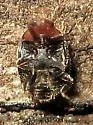 Scymnus marginicollis - photo 4