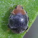 Scymnus marginicollis - photo 5