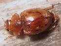 Nebulous Lady Beetle - photo 2