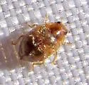 Nebulous Lady Beetle - photo 3