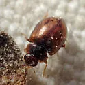 Nebulous Lady Beetle - photo 4