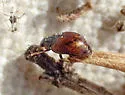 Nebulous Lady Beetle - photo 5