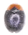 Nevada Lady Beetle