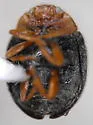 Nevada Lady Beetle - photo 2