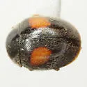 Scymnus pacificus - photo 2