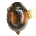 Scymnus pacificus - photo 3