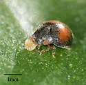 Scymnus pacificus - photo 4