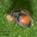 Scymnus pacificus - photo 5
