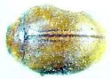 Scymnus pallens - photo 2