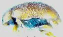 Scymnus pallens - photo 3